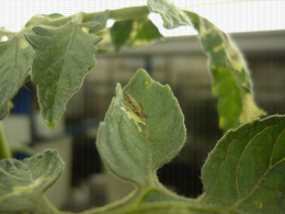 Adulte de Tuta absoluta et dégâts sur feuilles de tomate